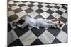 Hindu devotee prostrating at Krishna-Balaram temple, Vrindavan, Uttar Pradesh, India-Godong-Mounted Photographic Print