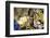 Hindu Shrine inside Batu Caves, Kuala Lumpur, Malaysia-Paul Souders-Framed Photographic Print