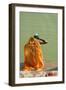 Hindu Woman in a Ritual Cleansing Bath at Pushkar Lake, Rajasthan, Pushkar, India-David Noyes-Framed Photographic Print