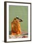 Hindu Woman in a Ritual Cleansing Bath at Pushkar Lake, Rajasthan, Pushkar, India-David Noyes-Framed Photographic Print