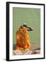 Hindu Woman in a Ritual Cleansing Bath at Pushkar Lake, Rajasthan, Pushkar, India-David Noyes-Framed Photographic Print