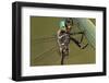 Hine's Emerald Dragonfly Male Perched in Barton Fen, Reynolds Co., MO-Richard ans Susan Day-Framed Photographic Print