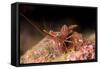 Hinge Beak Shrimp (Hinge Beak Prawn) (Rhynchocinetes Sp.) Emerges to Feed at Night-Louise Murray-Framed Stretched Canvas