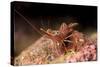 Hinge Beak Shrimp (Hinge Beak Prawn) (Rhynchocinetes Sp.) Emerges to Feed at Night-Louise Murray-Stretched Canvas