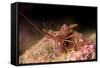 Hinge Beak Shrimp (Hinge Beak Prawn) (Rhynchocinetes Sp.) Emerges to Feed at Night-Louise Murray-Framed Stretched Canvas