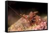 Hinge Beak Shrimp (Hinge Beak Prawn) (Rhynchocinetes Sp.) Emerges to Feed at Night-Louise Murray-Framed Stretched Canvas