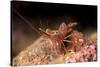 Hinge Beak Shrimp (Hinge Beak Prawn) (Rhynchocinetes Sp.) Emerges to Feed at Night-Louise Murray-Stretched Canvas