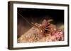 Hinge Beak Shrimp (Hinge Beak Prawn) (Rhynchocinetes Sp.) Emerges to Feed at Night-Louise Murray-Framed Photographic Print