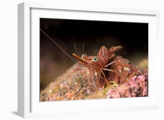 Hinge Beak Shrimp (Hinge Beak Prawn) (Rhynchocinetes Sp.) Emerges to Feed at Night-Louise Murray-Framed Photographic Print