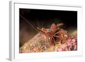 Hinge Beak Shrimp (Hinge Beak Prawn) (Rhynchocinetes Sp.) Emerges to Feed at Night-Louise Murray-Framed Photographic Print