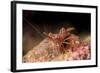 Hinge Beak Shrimp (Hinge Beak Prawn) (Rhynchocinetes Sp.) Emerges to Feed at Night-Louise Murray-Framed Photographic Print