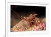 Hinge Beak Shrimp (Hinge Beak Prawn) (Rhynchocinetes Sp.) Emerges to Feed at Night-Louise Murray-Framed Photographic Print