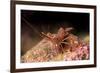 Hinge Beak Shrimp (Hinge Beak Prawn) (Rhynchocinetes Sp.) Emerges to Feed at Night-Louise Murray-Framed Photographic Print