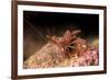 Hinge Beak Shrimp (Hinge Beak Prawn) (Rhynchocinetes Sp.) Emerges to Feed at Night-Louise Murray-Framed Photographic Print