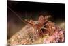 Hinge Beak Shrimp (Hinge Beak Prawn) (Rhynchocinetes Sp.) Emerges to Feed at Night-Louise Murray-Mounted Photographic Print