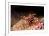 Hinge Beak Shrimp (Hinge Beak Prawn) (Rhynchocinetes Sp.) Emerges to Feed at Night-Louise Murray-Framed Photographic Print