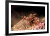 Hinge Beak Shrimp (Hinge Beak Prawn) (Rhynchocinetes Sp.) Emerges to Feed at Night-Louise Murray-Framed Photographic Print