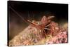 Hinge Beak Shrimp (Hinge Beak Prawn) (Rhynchocinetes Sp.) Emerges to Feed at Night-Louise Murray-Stretched Canvas