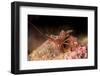 Hinge Beak Shrimp (Hinge Beak Prawn) (Rhynchocinetes Sp.) Emerges to Feed at Night-Louise Murray-Framed Photographic Print