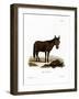 Hinny-null-Framed Giclee Print