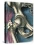 Hip Joint, Artwork-Bill Sanderson-Stretched Canvas