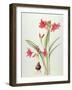 Hippeastrum 'Pamela', 1999-Margaret Ann Eden-Framed Giclee Print