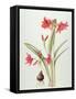 Hippeastrum 'Pamela', 1999-Margaret Ann Eden-Framed Stretched Canvas