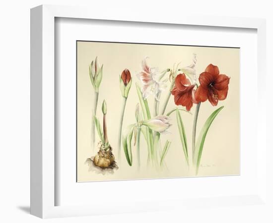 Hippeastrums in January, 2016-Alison Cooper-Framed Giclee Print