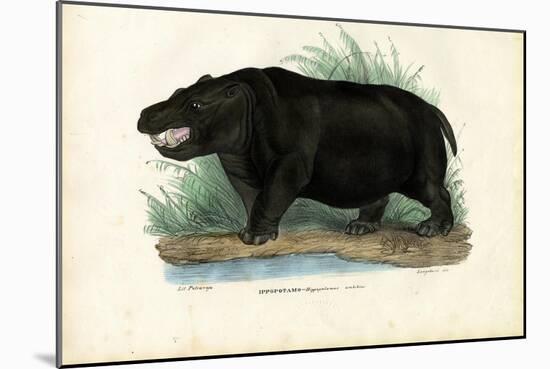 Hippo, 1863-79-Raimundo Petraroja-Mounted Giclee Print