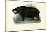 Hippo, 1863-79-Raimundo Petraroja-Mounted Giclee Print