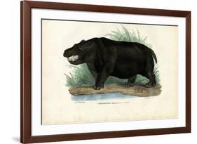 Hippo, 1863-79-Raimundo Petraroja-Framed Giclee Print