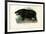 Hippo, 1863-79-Raimundo Petraroja-Framed Giclee Print