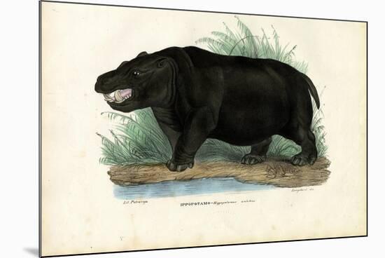 Hippo, 1863-79-Raimundo Petraroja-Mounted Giclee Print