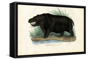 Hippo, 1863-79-Raimundo Petraroja-Framed Stretched Canvas