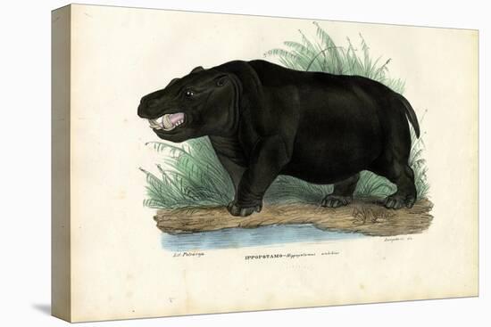 Hippo, 1863-79-Raimundo Petraroja-Stretched Canvas