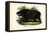 Hippo, 1863-79-Raimundo Petraroja-Framed Stretched Canvas