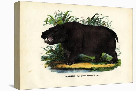 Hippo, 1863-79-Raimundo Petraroja-Stretched Canvas