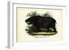 Hippo, 1863-79-Raimundo Petraroja-Framed Giclee Print