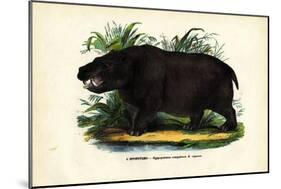 Hippo, 1863-79-Raimundo Petraroja-Mounted Giclee Print