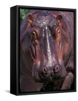 Hippo, Amboseli National Park, Kenya-Art Wolfe-Framed Stretched Canvas