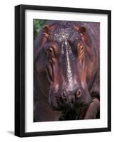 Hippo, Amboseli National Park, Kenya-Art Wolfe-Framed Photographic Print