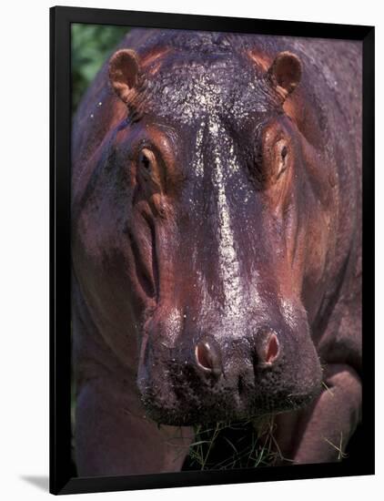 Hippo, Amboseli National Park, Kenya-Art Wolfe-Framed Photographic Print