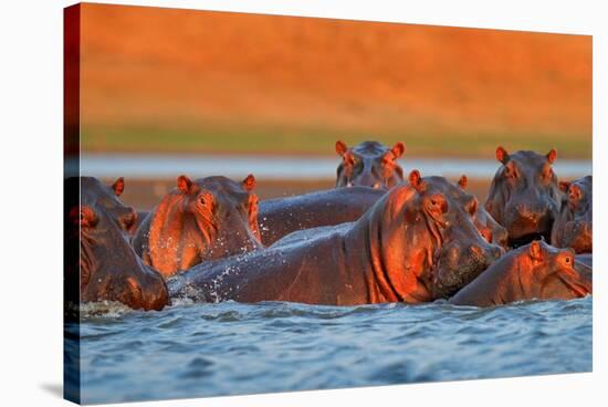 Hippo Head in the Blue Water, African Hippopotamus, Hippopotamus Amphibius Capensis, with Evening S-Ondrej Prosicky-Stretched Canvas