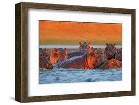 Hippo Head in the Blue Water, African Hippopotamus, Hippopotamus Amphibius Capensis, with Evening S-Ondrej Prosicky-Framed Photographic Print