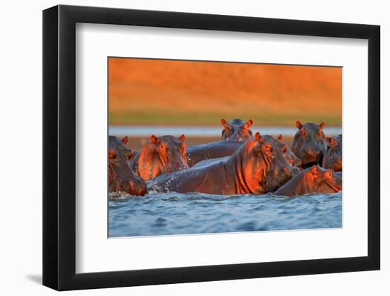 Hippo Head in the Blue Water, African Hippopotamus, Hippopotamus Amphibius Capensis, with Evening S-Ondrej Prosicky-Framed Photographic Print