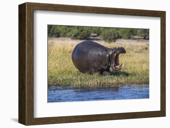 Hippo (Hippopotamus amphibius), Chobe National Park, Botswana-Ann and Steve Toon-Framed Photographic Print