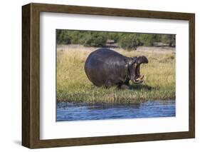 Hippo (Hippopotamus amphibius), Chobe National Park, Botswana-Ann and Steve Toon-Framed Photographic Print