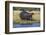 Hippo (Hippopotamus amphibius), Chobe National Park, Botswana-Ann and Steve Toon-Framed Photographic Print