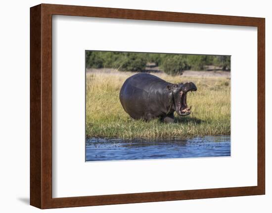 Hippo (Hippopotamus amphibius), Chobe National Park, Botswana-Ann and Steve Toon-Framed Photographic Print