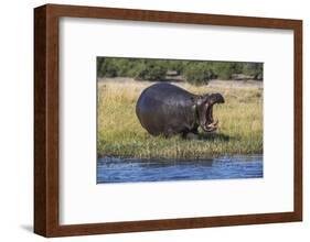 Hippo (Hippopotamus amphibius), Chobe National Park, Botswana-Ann and Steve Toon-Framed Photographic Print